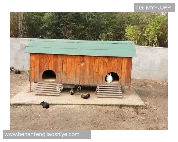 兔子与足球明星的奇妙联系揭示了运动与文化的深厚渊源